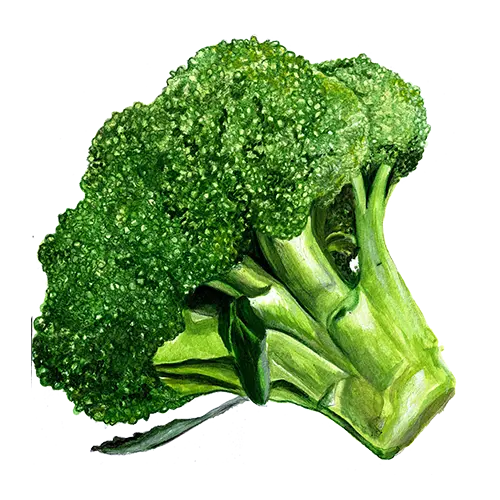 Broccoli Rasmus